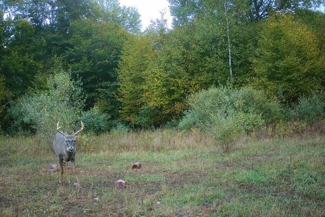 Mature whitetail buck on a trail camera