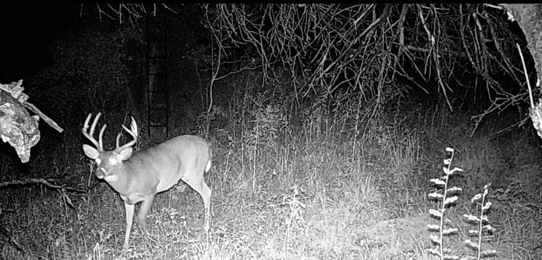 Mature whitetail buck on a trail camera