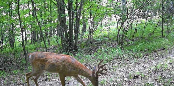 Mature whitetail buck on a trail camera